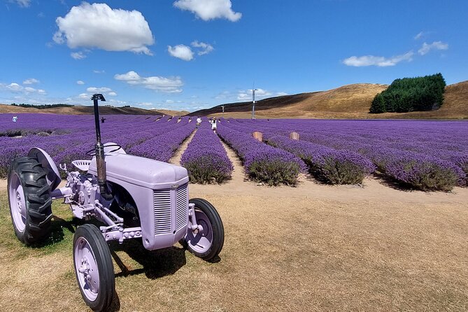 12 Day New Zealand Private Tour from Auckland to Queenstown - Hobbiton and Rotorua bring movie magic and Māori traditions
