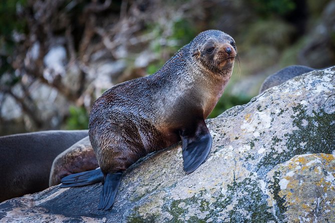 2-Hour Milford Sound Scenic Cruise - Weather, clothing, and the sandfly problem