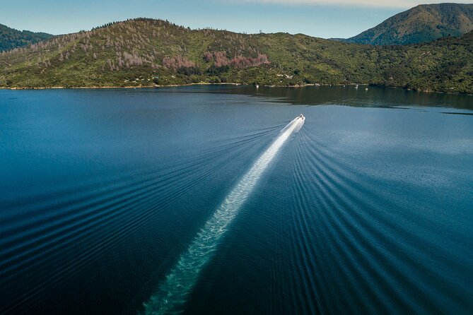3.5 Hour Marlborough Sounds Delivery Cruise - Wildlife is possible, but never guaranteed