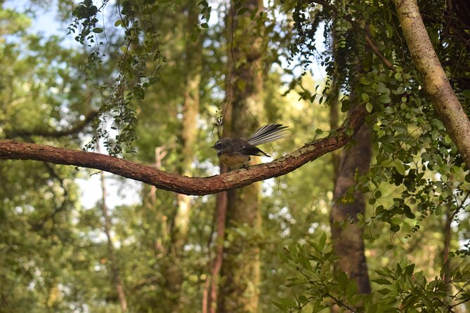 4-hour Lake Mapourika Kayak and Hike adventure, with Okarito Kiwi Sanctuary - Clothing, fitness, and weather choices