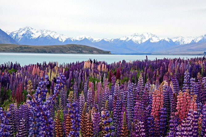 5-Day South Island Tour from Christchurch - Day 1: Canterbury Plains, Lake Tekapo, and Mount Cook