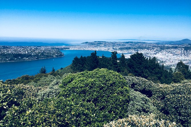 A 2 hour Small Group Dunedin City Highlights Tour - A fast introduction to Dunedin’s character