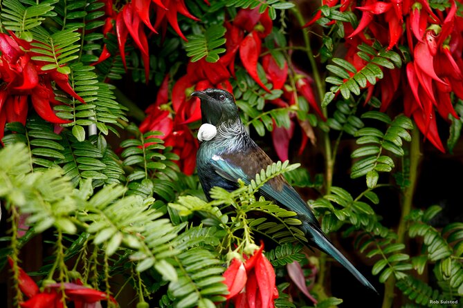 Afternoon Piha Beach and Rainforest Tour from Auckland - Quick points about the afternoon outing