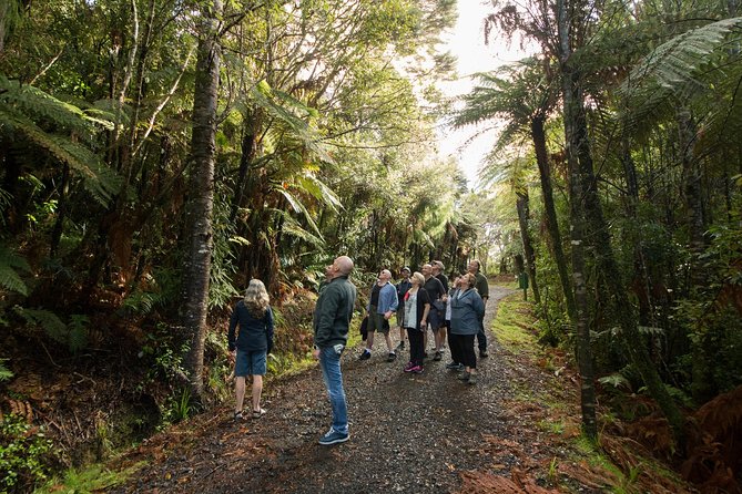Afternoon Piha Beach and Rainforest Tour from Auckland - Who should book this Piha tour