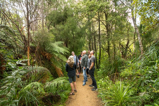 Afternoon Piha Beach and Rainforest Tour from Auckland - Practical details before you go