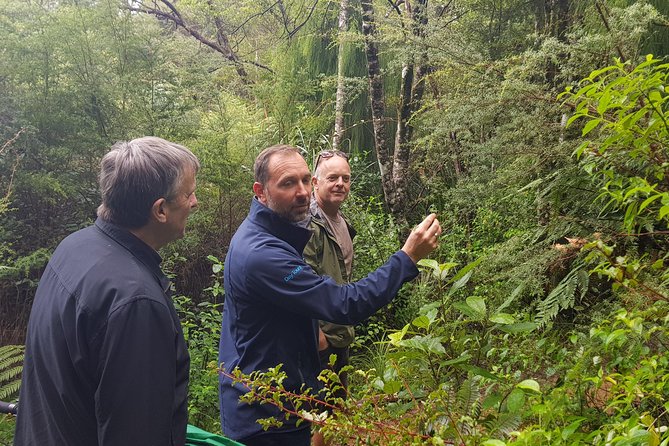 Afternoon Piha Beach and Rainforest Tour from Auckland - A gentle walk through Waitakere rainforest