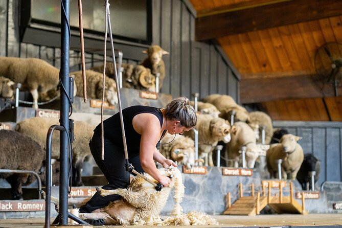 Agrodome Farm Experience including Farm Show and Farm Tour - Rotorua - Sheep shearing explains an important farm duty