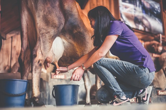 Agrodome Farm Experience including Farm Show and Farm Tour - Rotorua - The Farm Show introduces 19 breeds in one hour