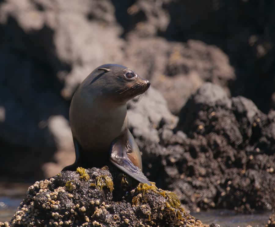 Akaroa: 4WD Safari and Guided Sea-Kayaking Experience - Who will enjoy this outing most?