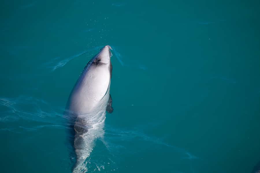 Akaroa: 4WD Safari and Guided Sea-Kayaking Experience - Wildlife sightings, from seals to small dolphins