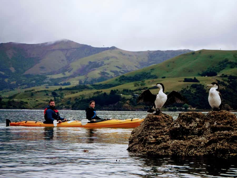 Akaroa: Akaroa Marine Reserve Sea Kayaking Tour - Why Akaroa Harbour is such a fine place to kayak