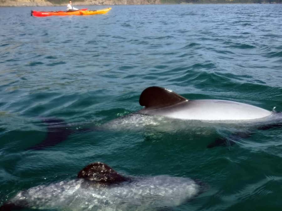 Akaroa: Akaroa Marine Reserve Sea Kayaking Tour - Meeting the guide and getting ready on shore