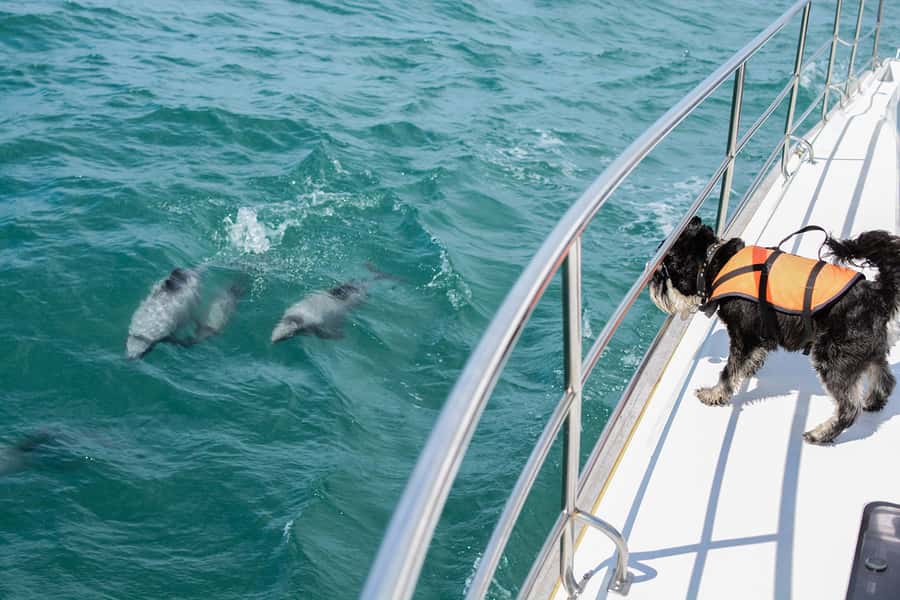 Akaroa: Dolphin Nature Cruise - Leaving town on a stable catamaran