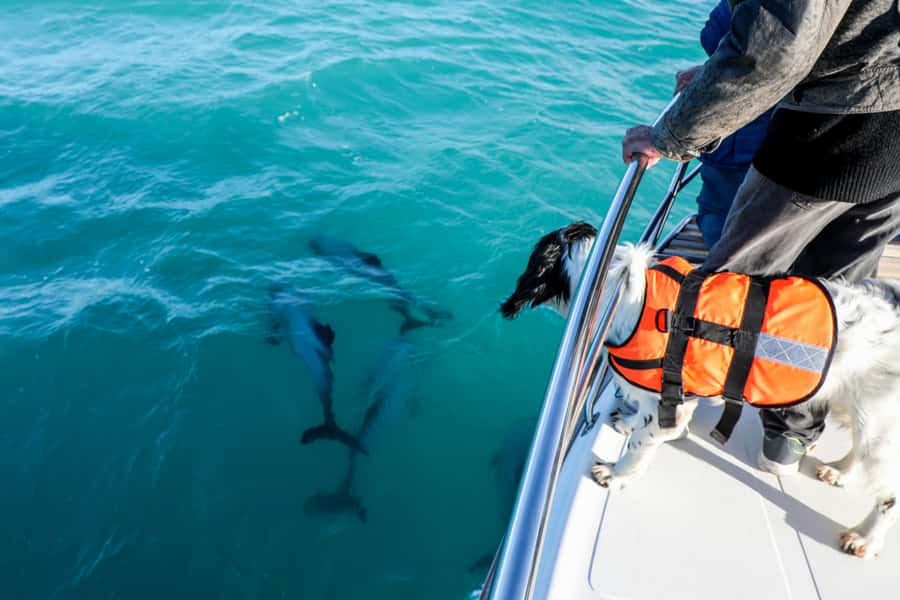 Akaroa: Dolphin Nature Cruise - How the two hours unfold