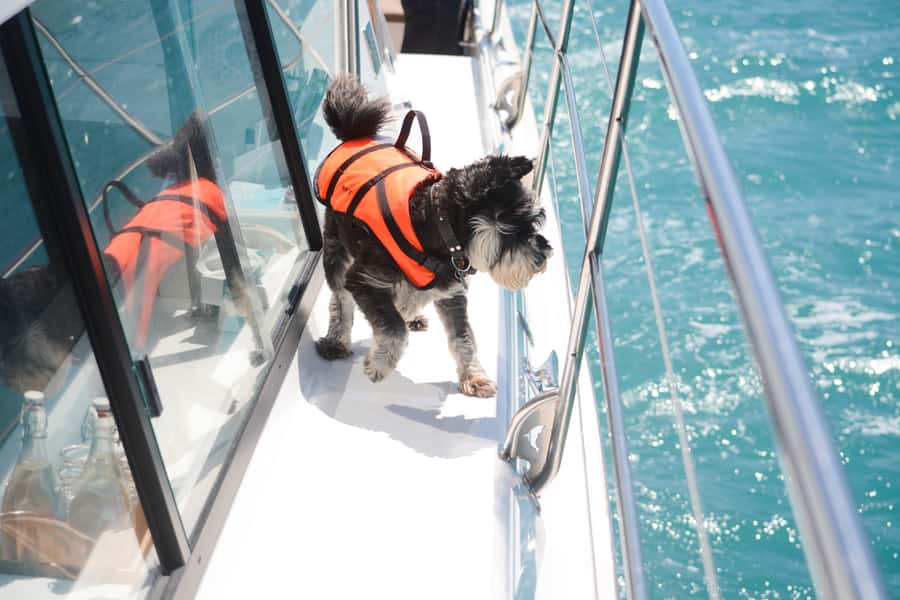 Akaroa: Dolphin Nature Cruise - Is $77 a fair price?