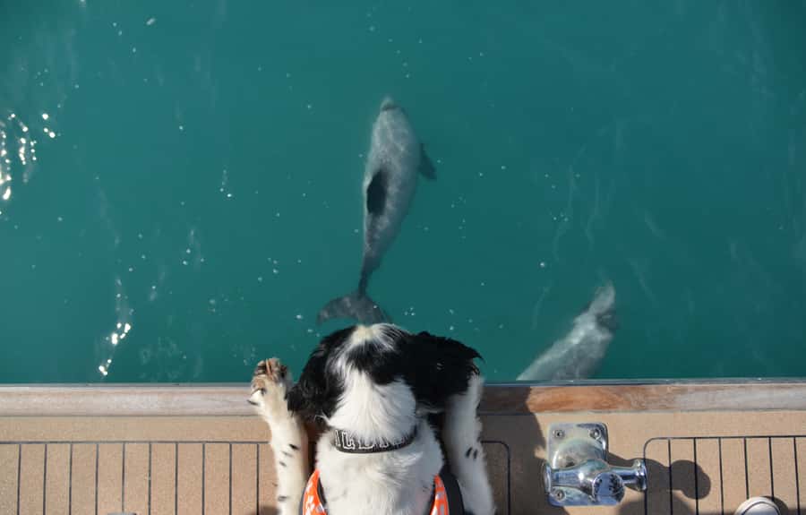 Akaroa: Dolphin Nature Cruise - The main risk: wildlife follows its own schedule