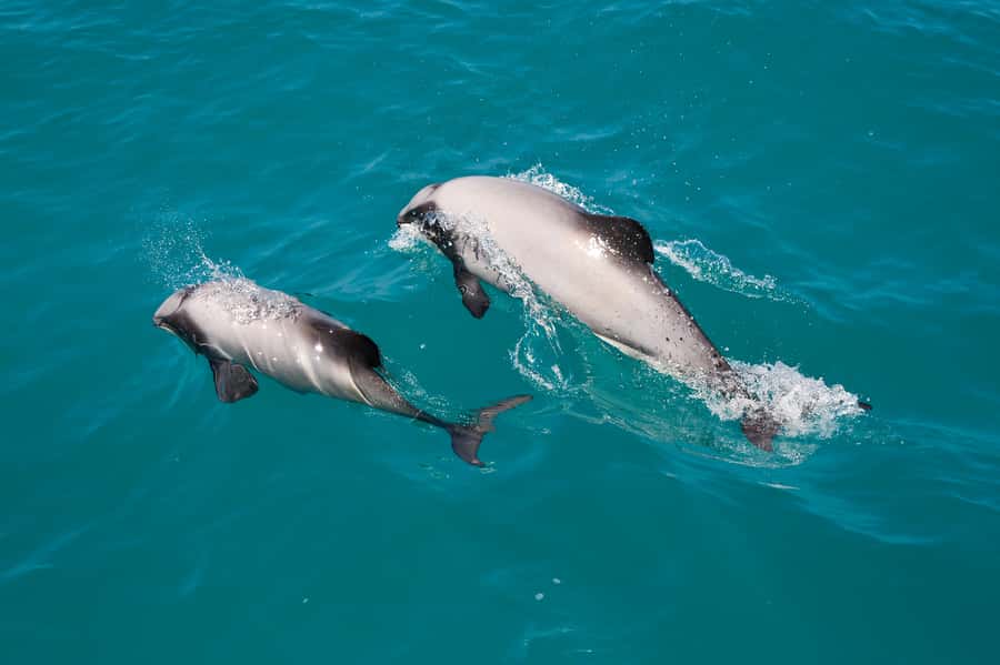 Akaroa: Dolphin Nature Cruise - Watching for Hector’s dolphins