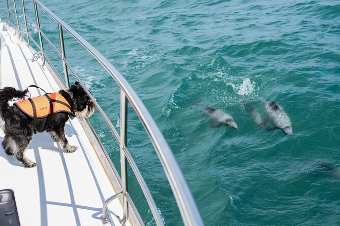 Akaroa Dolphins ~ Harbour Nature Cruise - Why Akaroa Harbour is such a good place for a wildlife cruise
