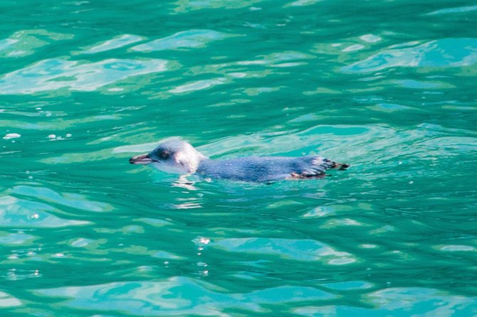 Akaroa Dolphins ~ Harbour Nature Cruise - Stop three: Banks Peninsula and the open water