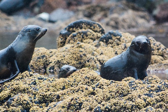 Akaroa Dolphins ~ Harbour Nature Cruise - Seals, penguins, and seabirds fill out the trip