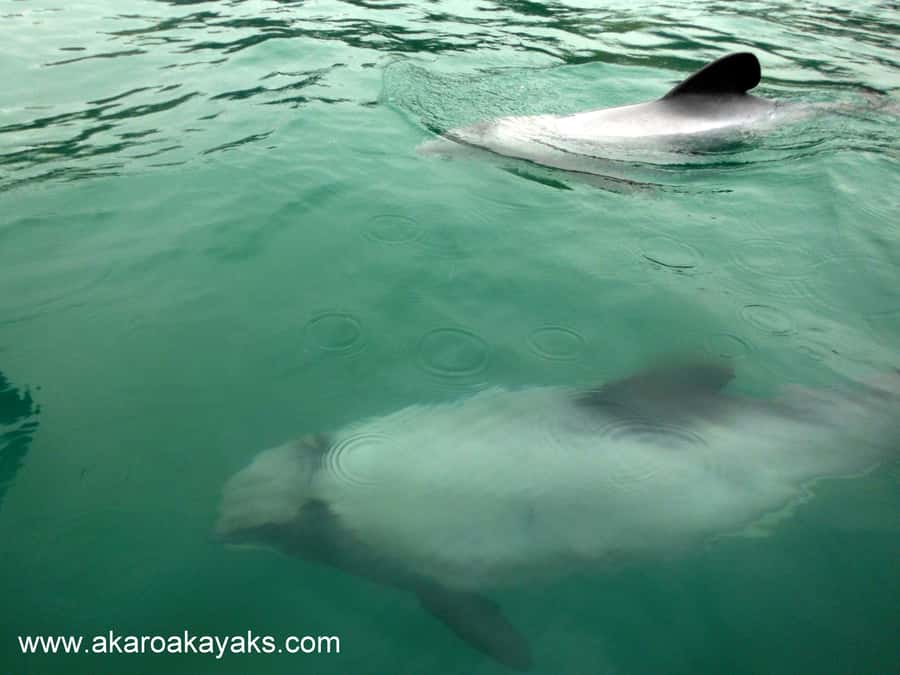 Akaroa: Guided Sunrise Sea Kayaking Tour - Who will enjoy this kayak tour most?