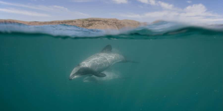 Akaroa Harbour 2-Hour Dolphin Nature Cruise - Why Akaroa Harbour is such a good place for a nature cruise