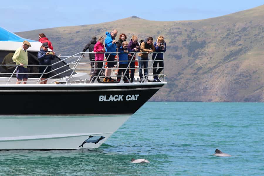 Akaroa Harbour 2-Hour Dolphin Nature Cruise - Searching for Hector’s dolphins