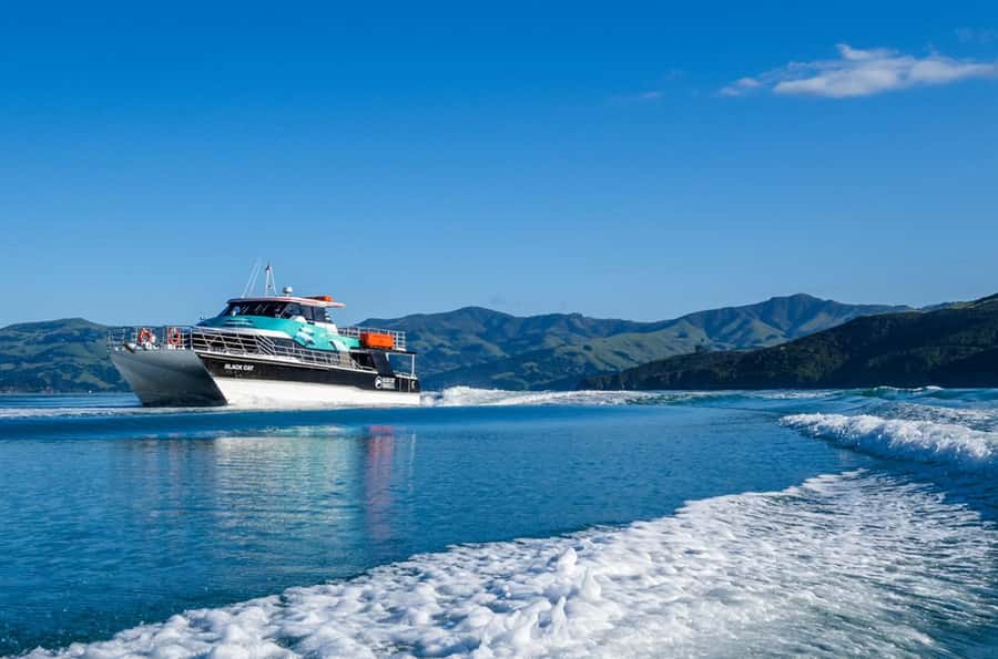 Akaroa Harbour 2-Hour Dolphin Nature Cruise - Nikau Palm Gully and the skipper’s commentary