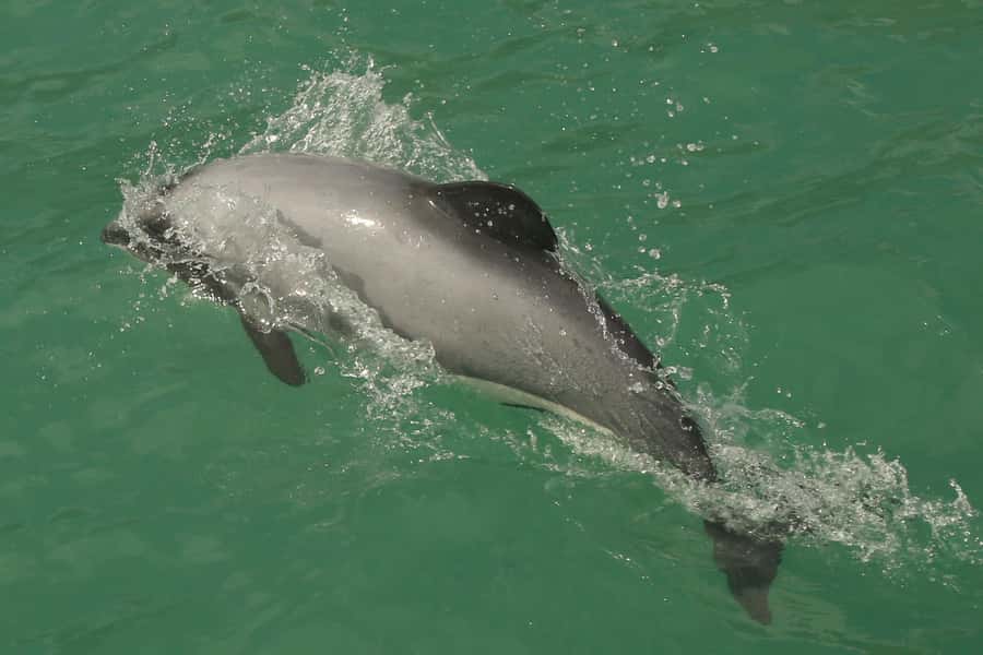 Akaroa Harbour 2-Hour Dolphin Nature Cruise - What the catamaran is like for families