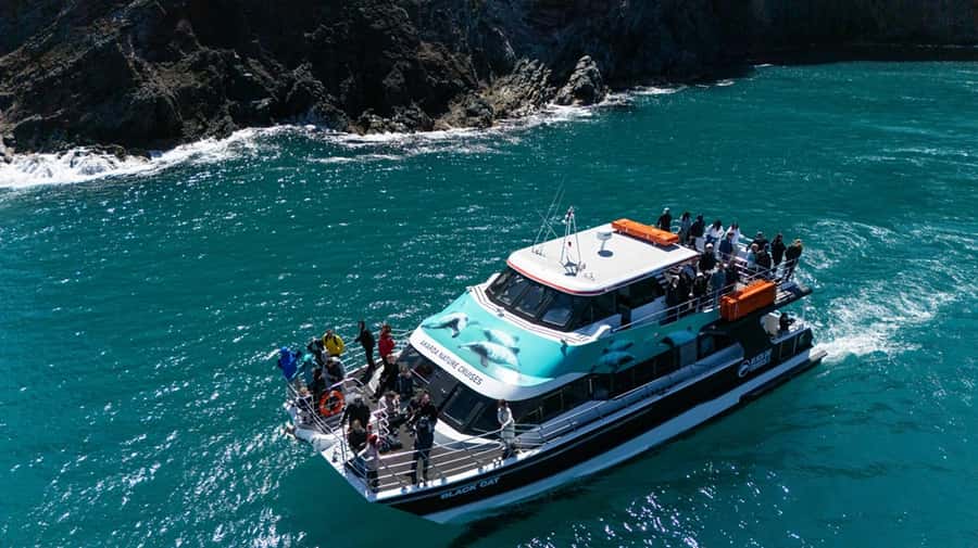 Akaroa Harbour 2-Hour Dolphin Nature Cruise - Price, timing, and overall value
