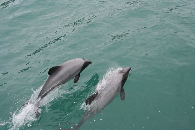Akaroa Harbour Nature Cruise - Seal Bay, Penguins and Harbour Birds