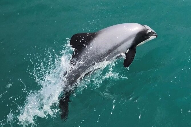 Akaroa Harbour Nature Cruise - Cathedral Cave and the Harbour’s Volcanic Walls