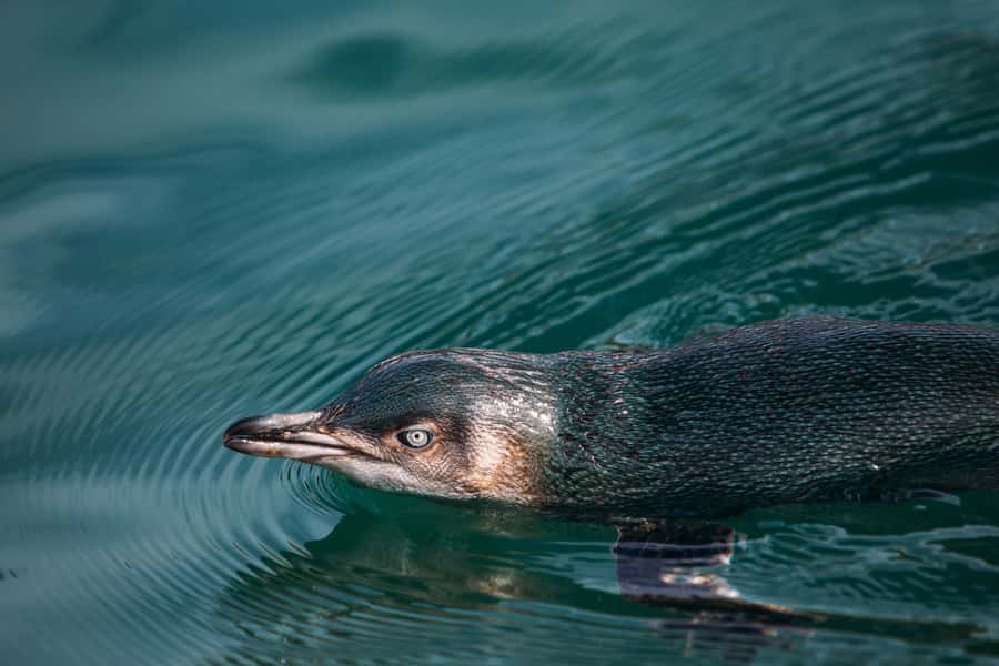 Akaroa: Pohatu Little Penguins 3-Hour Evening Experience - Key things to know before you book