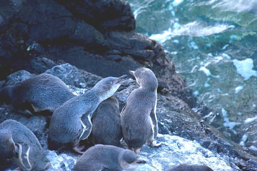 Akaroa: Pohatu Little Penguins 3-Hour Evening Experience - Should you book it?