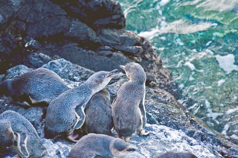Akaroa: Pohatu Little Penguins 3-Hour Evening Experience - Why Pohatu feels different from a standard penguin show