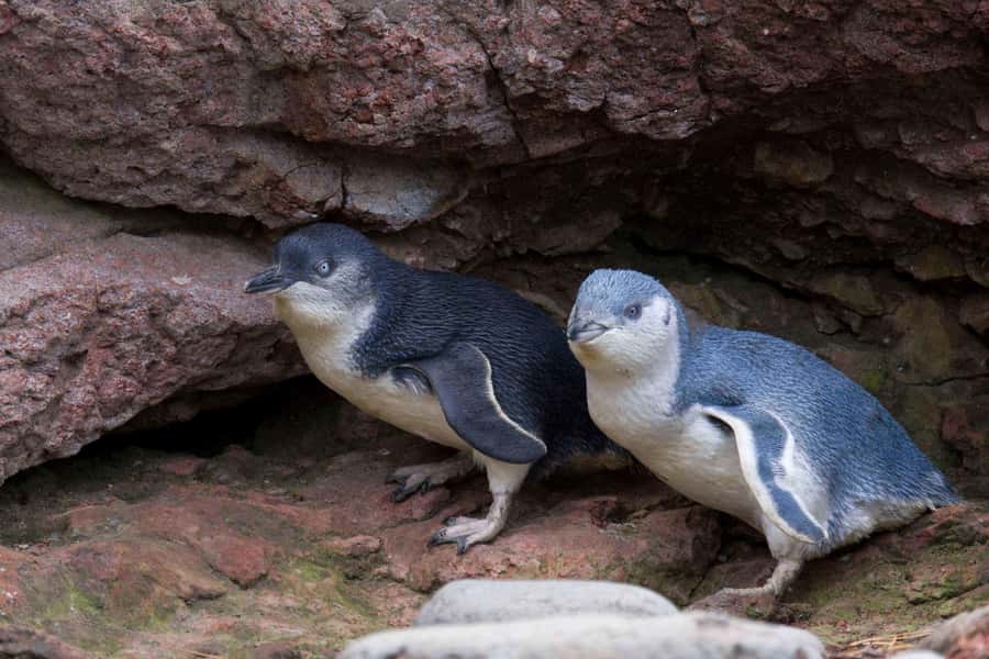 Akaroa: Pohatu Little Penguins 3-Hour Evening Experience - Checking nesting boxes and watching the colony