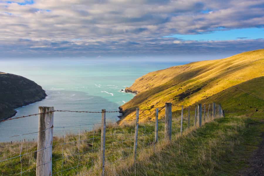 Akaroa: Pohatu Little Penguins 3-Hour Evening Experience - What you may see beyond the penguins