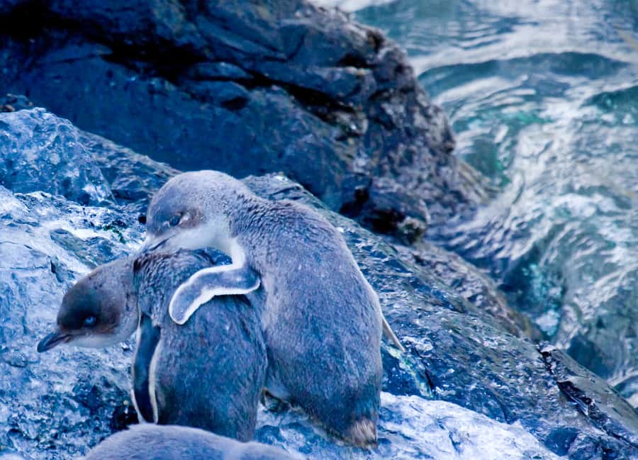 Akaroa: Pohatu Little Penguins 3-Hour Evening Experience - Is $68 good value?
