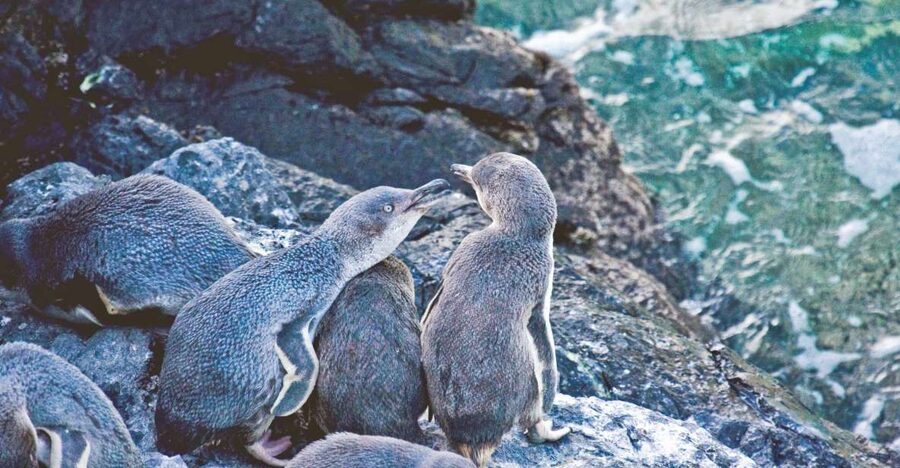 Akaroa: Pohatu Little Penguins 3-Hour Evening Experience - Group size, clothing, and practical limits