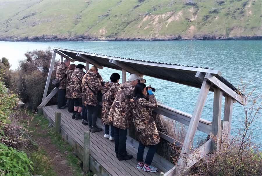Akaroa: Pohatu Little Penguins 3-Hour Evening Experience - Who should book the Pohatu penguin experience?