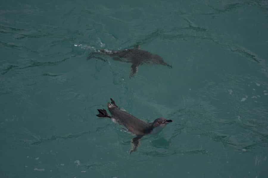 Akaroa: Pohatu Little Penguins 3-Hour Evening Experience - The 4WD ride from Akaroa to Flea Bay