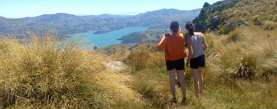 Akaroa: Pohatu Penguins Scenic Nature 2-Hour or 4-Hour Tour - The road from Akaroa to Pohatu Bay