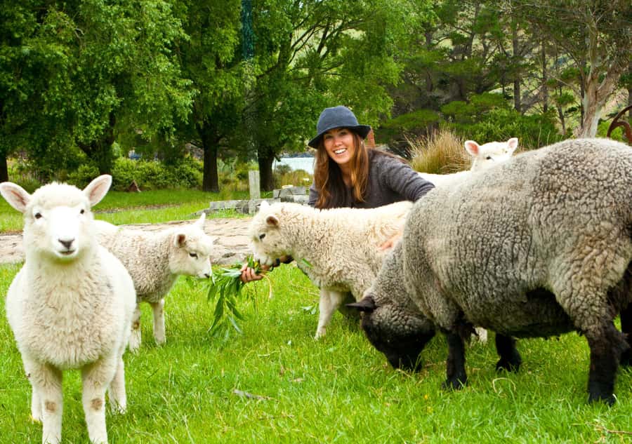Akaroa: Pohatu Penguins Scenic Nature 2-Hour or 4-Hour Tour - Standing on an extinct volcano at 700 meters