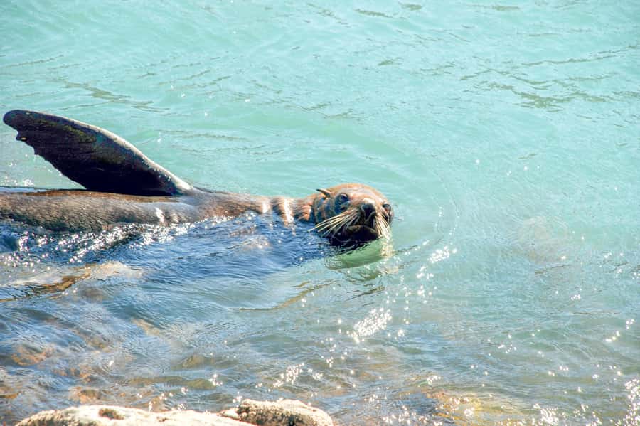 Akaroa: Pohatu Penguins Scenic Nature 2-Hour or 4-Hour Tour - How the little penguin conservation program works