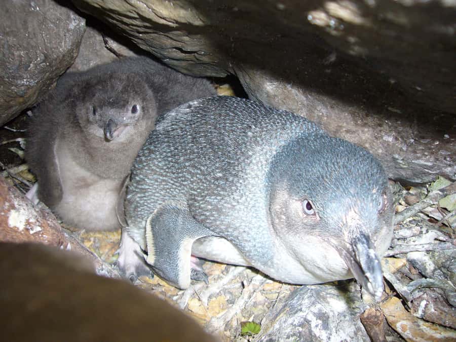 Akaroa: Pohatu Penguins Scenic Nature 2-Hour or 4-Hour Tour - Wildlife at Pohatu Bay beyond penguins