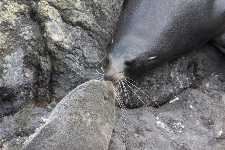 Akaroa: Pohatu Penguins Scenic Nature 2-Hour or 4-Hour Tour - Choosing between the 2-hour and 4-hour tour