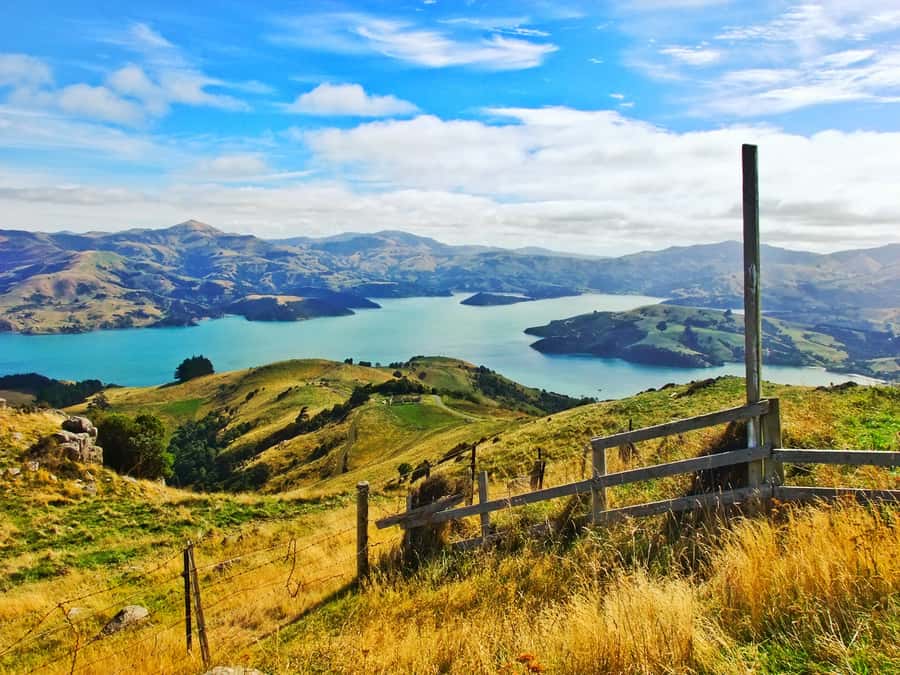 Akaroa: Pohatu Penguins Scenic Nature 2-Hour or 4-Hour Tour - What the $56 price gets you