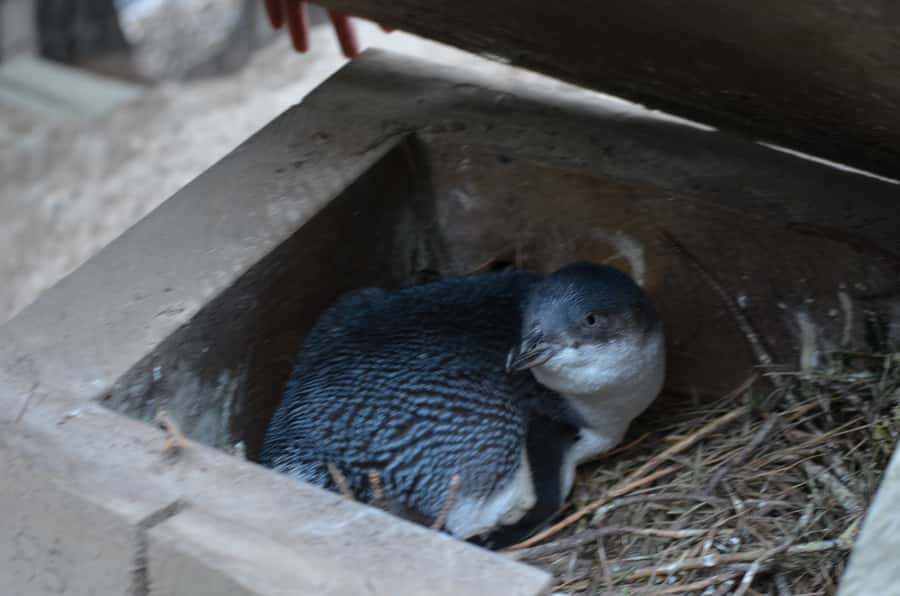 Akaroa: Pohatu Penguins Scenic Nature 2-Hour or 4-Hour Tour - Practical details before you go