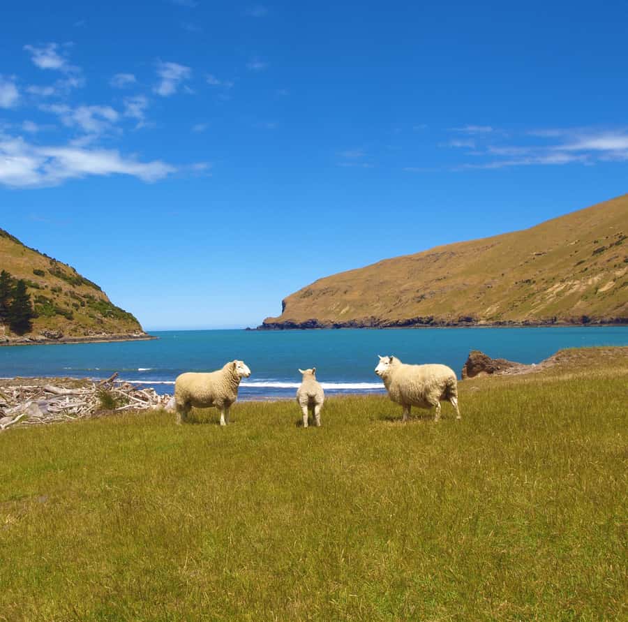 Akaroa: Pohatu Penguins Scenic Nature 2-Hour or 4-Hour Tour - Who will enjoy this Akaroa outing most