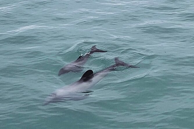Akaroa Private Day Trip From Christchurch - Who will get the most from this six-hour outing